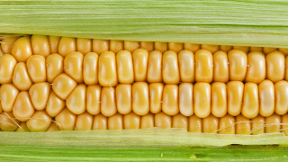 Controversial study linking genetically modified corn to cancer under attack by scientists